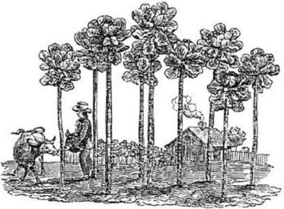 black and white illustration of a farmer feeding a cow off of jersey cow cabbage…